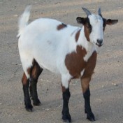 Bryanna